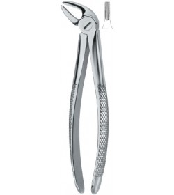 Lower Incisors and Canines 4